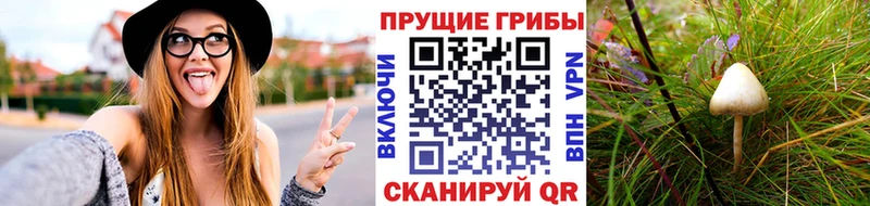 kraken онион  Георгиевск  Псилоцибиновые грибы Magic Shrooms 